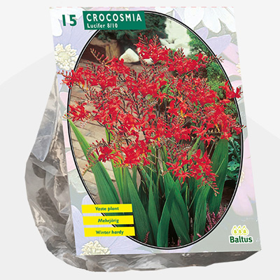 montbretia (Crocosmia x crocosmiiflora lucifer-per-15)