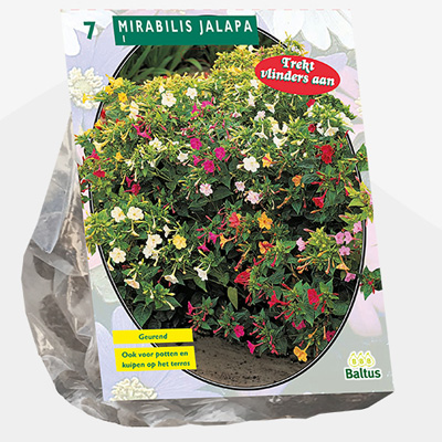 nachtschone (Mirabilis-Jalapa-per-7)