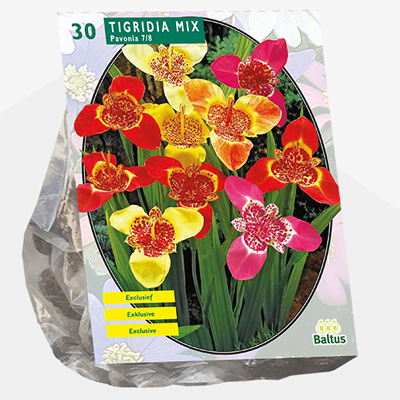 tijgerbloem (Tigridia-Pavonia-Mix-per-10)