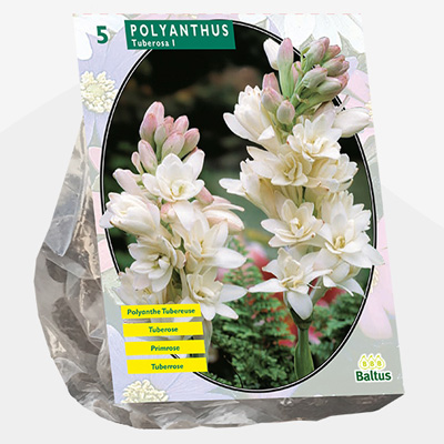 tuberoos (Polianthes-tuberosa-per-5)