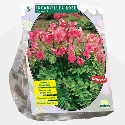 tuingloxinia (Incarvillea-Delavayi-Roze-per-5)