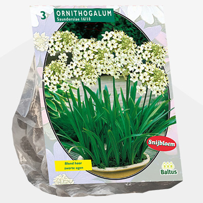 vogelmelk (Ornithogalum-Saundersiae-per-3)