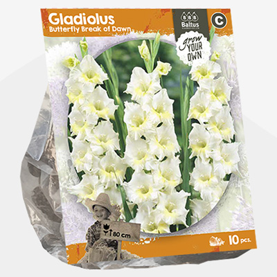 zwaardlelie (Gladiolus-Butterfly-Break-of-Dawn-SP-per-10)