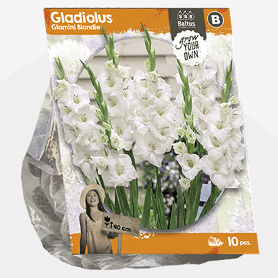 zwaardlelie (Gladiolus-Glamini-Blondie-SP-per-10)