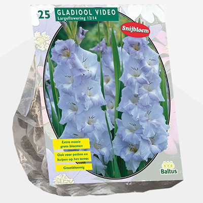 zwaardlelie (Gladiolus-Video-per-25)