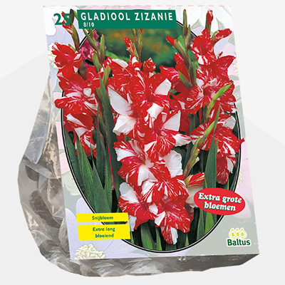 zwaardlelie (Gladiolus-Zizanie-per-25)