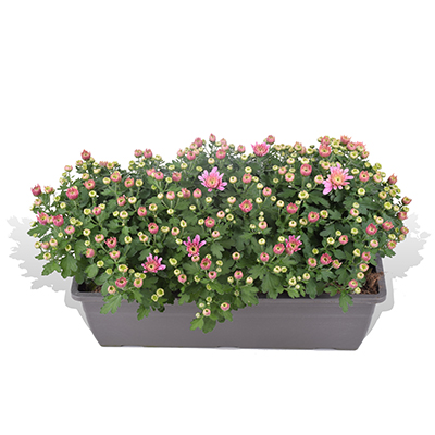 Belgian Mums Roze in bloembak 40 cm