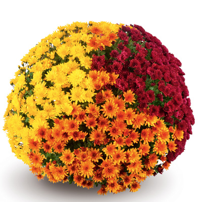 bolchrysant (Belgian Mums Classic Guarini-Trio-Mix)