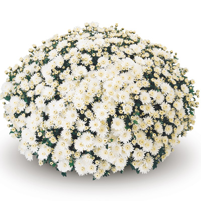 bolchrysant (Belgian Mums Classic Ibera-white)