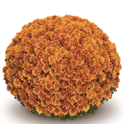 bolchrysant (Belgian Mums Classic Mefisto-orange)