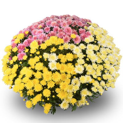 bolchrysant (Belgian Mums Classic Murano-Trio-Mix)