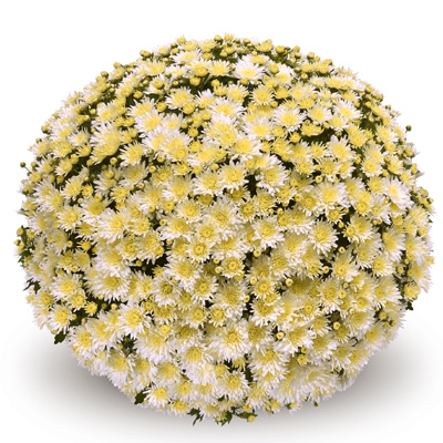 bolchrysant (Belgian Mums Classic Murano-white)