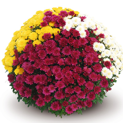 bolchrysant (Belgian Mums Classic Pianello-Trio-Mix)