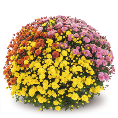 bolchrysant (Belgian Mums Quick Jasoda-Trio-Mix-1)