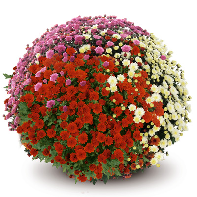 bolchrysant (Belgian Mums Quick Jasoda-Trio-Mix-2)