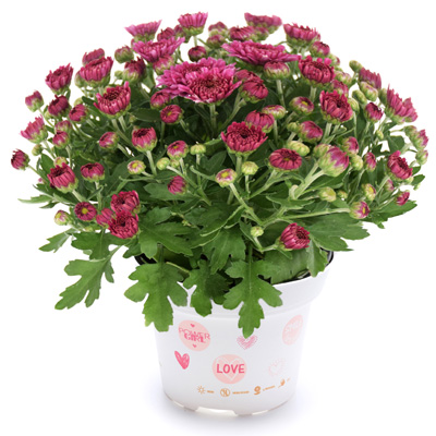 mini-bolchrysant (Belgian Mums Classic Soul-Sister-dark-pink)