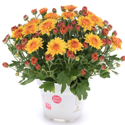 mini-bolchrysant (Belgian Mums Classic Soul-Sister-orange)