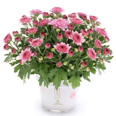 mini-bolchrysant (Belgian Mums Classic Soul-Sister-pink)