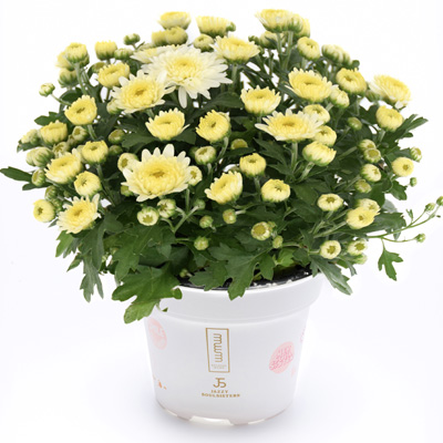 mini-bolchrysant (Belgian Mums Classic Soul-Sister-white)