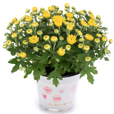 mini-bolchrysant (Belgian Mums Classic Soul-Sister-yellow)