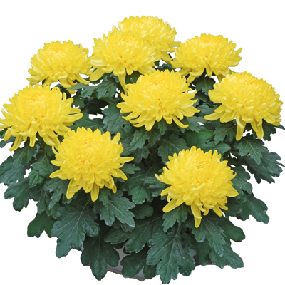 Schaal 25-cm bolchrysanten geel