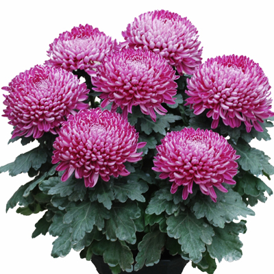 Schaal 25-cm bolchrysanten purper