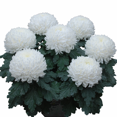 Schaal 25-cm bolchrysanten wit