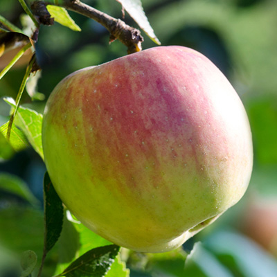 appelboom-halfstam-of-struik-(Malus-domestica-Cox's-Orange-Pippin)