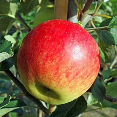 appelboom-halfstam-of-struik-(Malus-domestica-Elstar)