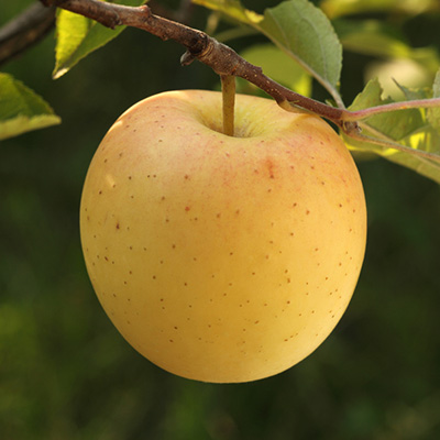 appelboom-halfstam-of-struik-(Malus-domestica-Golden-Delicious)