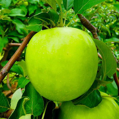 appelboom-halfstam-of-struik-(Malus-domestica-Granny-Smith)