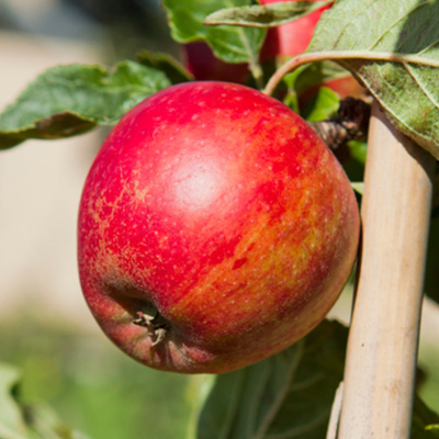 appelboom-halfstam-of-struik-(Malus-domestica-Jonagold)