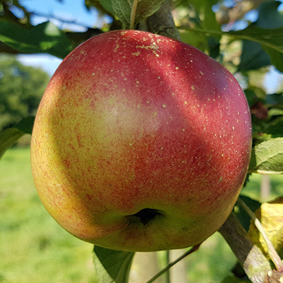 appelboom-halfstam-of-struik-(Malus-domestica-Melrose)