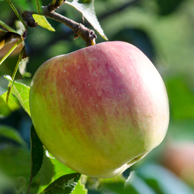 appelboom-halfstam-of-struik-(Malus-domestica-Reine-des-Reinettes)