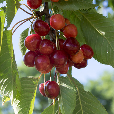 kerselaar-struik-(Prunus-avium-Burlat)