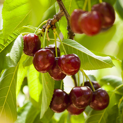 kerselaar-struik-(Prunus-avium-Hedelfinger)