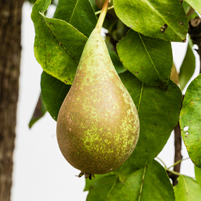 perenboom-halfstam-of-struik-(Pyrus-communis-Conference)