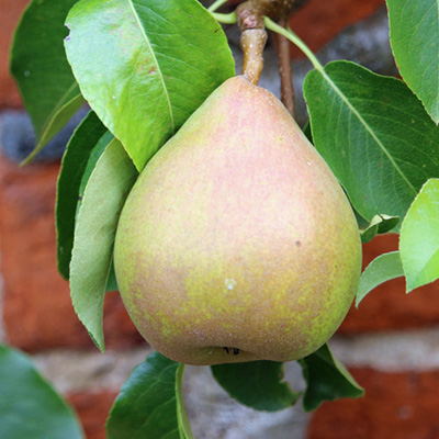 perenboom-halfstam-of-struik-(Pyrus-communis-Doyenne-du-Comice)