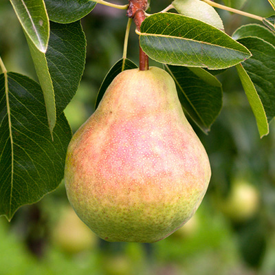 perenboom-halfstam-of-struik-(Pyrus-communis-William's-Bon-Chretien)