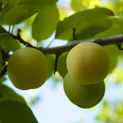 pruim-struik-(Prunus-domestica-Reine-Claude-Crottee)