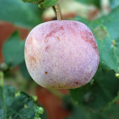 pruim-struik-(Prunus-domestica-Reine-Claude-d'Althan)