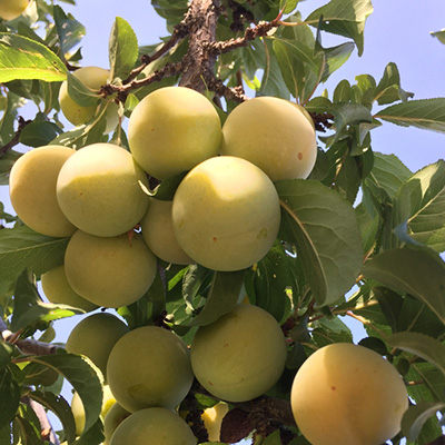 pruim-struik-(Prunus-domestica-Reine-Claude-d'oullins)