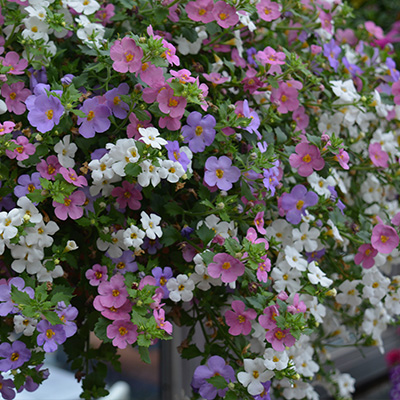 hangpot met zomerbloeiers