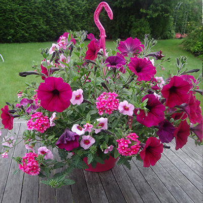 hangpot met zomerbloeiers