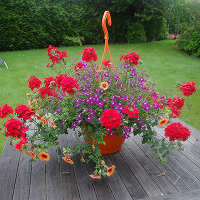 hangpot met zomerbloeiers