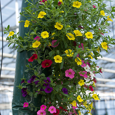 mini-petunia mix in hangzak (Calibrachoa) 