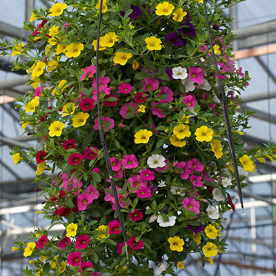 petunia mix in hangzak (Calibrachoa)