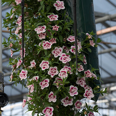 mini-petunia mix in hangzak (Calibrachoa) 