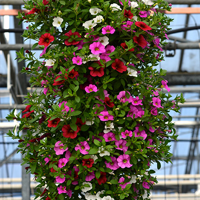 mini-petunia mix in hangzak (Calibrachoa) 