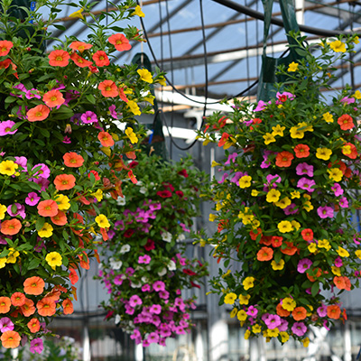 mini-petunia mix in hangzak (Calibrachoa) 